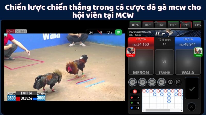 Chiến lược chiến thắng trong cá cược đá gà mcw cho hội viên tại MCW