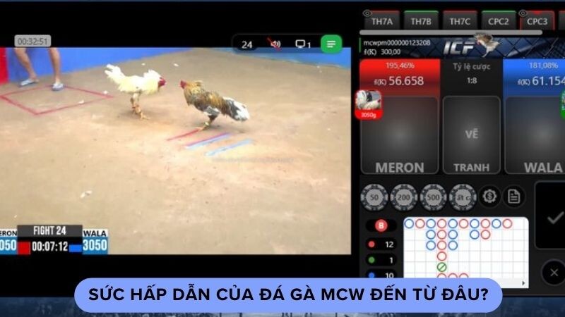 Sức hấp dẫn của đá gà MCW đến từ đâu?